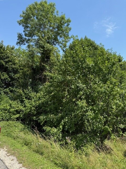 BAUGRÜNDE KLEMENT NÄHE ERNSTBRUNN ABSOLUTE RUHELAGE BAUGRÜNDE KLEMENT NÄHE ERNSTBRUNN ABSOLUTE RUHELAGE