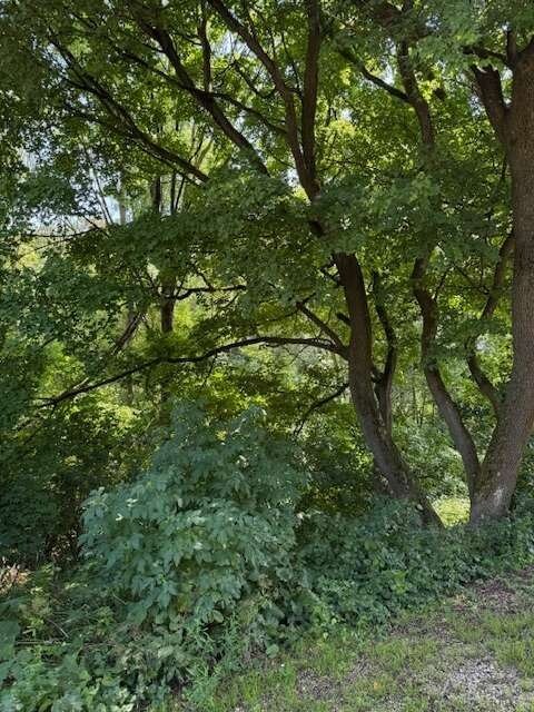 BAUGRÜNDE KLEMENT NÄHE ERNSTBRUNN ABSOLUTE RUHELAGE BAUGRÜNDE KLEMENT NÄHE ERNSTBRUNN ABSOLUTE RUHELAGE